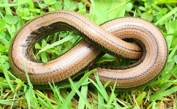 The Slow Worm or Blind Worm — Stock Photo, Image