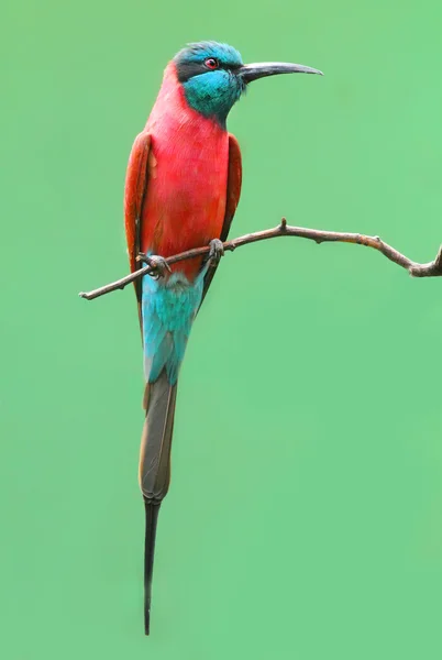 A Northern Carmine Bee-Eater — Stock Photo, Image