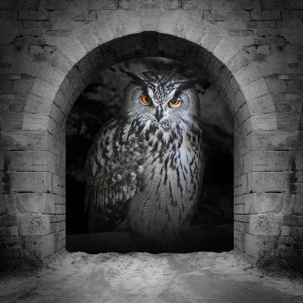 Злые глаза в окне хранилища. (Eagle Owl, Bubo bubo ). — стоковое фото