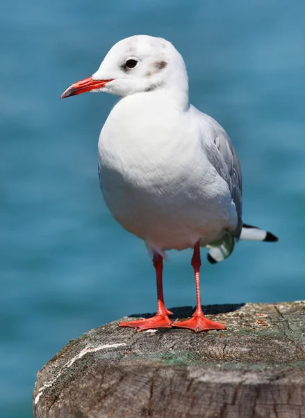 A gaivota — Fotografia de Stock