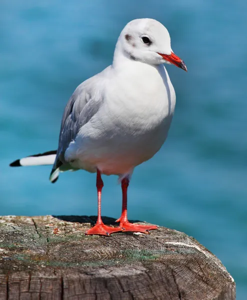The Seagull — Stock Photo, Image