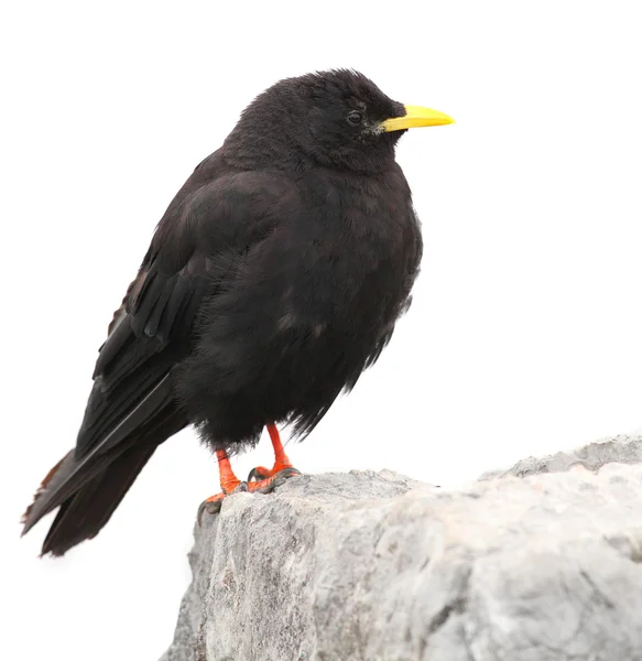 O Chough Alpino ou Chough Amarelo — Fotografia de Stock