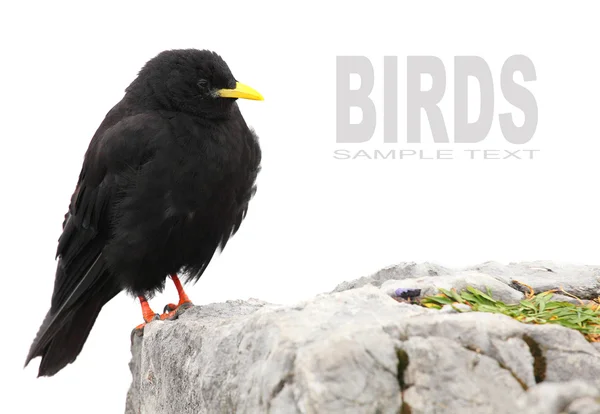 The Alpine Chough or Yellow-billed Chough — Stock Photo, Image