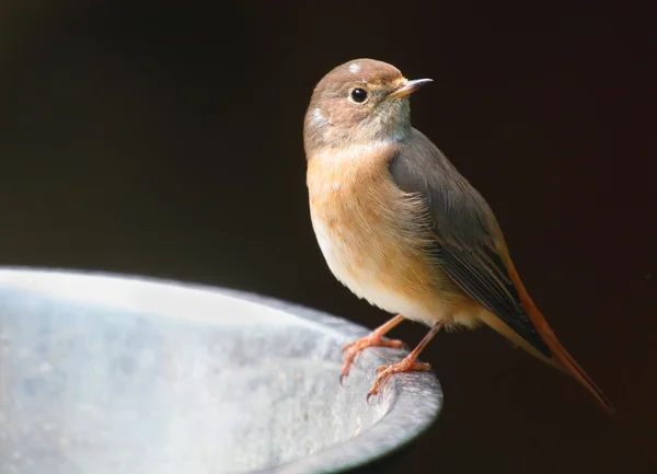 Il Redstart comune — Foto Stock