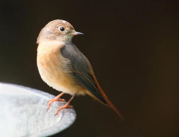 The Common Redstart — Stock Photo, Image