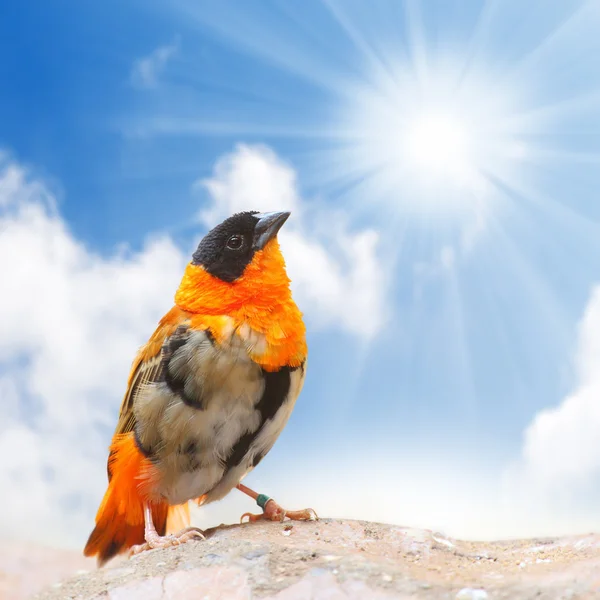 The Southern Red Bishop or Red Bishop — Stock Photo, Image