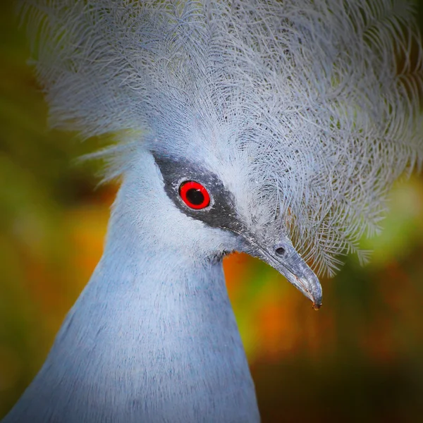 The Victoria Crowned Pigeon — Stock Photo, Image