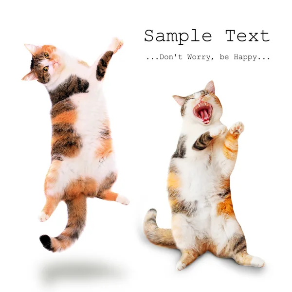 Two happy cats singing and dancing — Stock Photo, Image