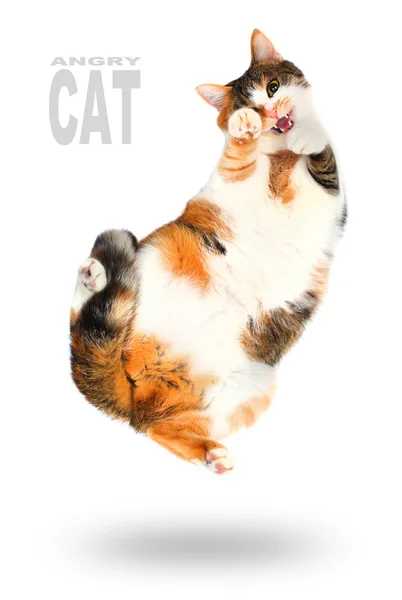 Funny picture of a jumping cat — Stock Photo, Image