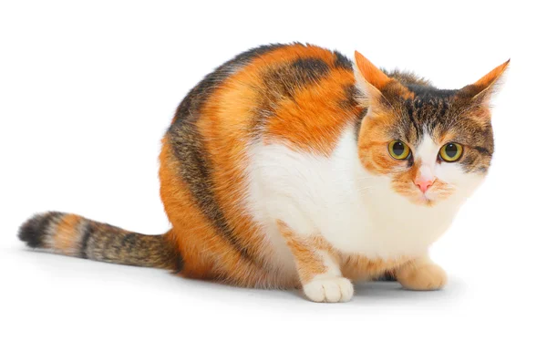 Жирная пятнистая кошка на белом фоне — стоковое фото