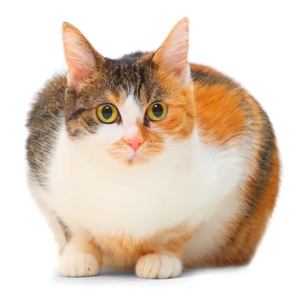 Fett gefleckte Katze auf weißem Hintergrund — Stockfoto