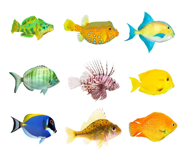 Collection of a tropical fish — Stock Photo, Image