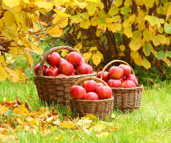 Verse rijpe appels in de mand — Stockfoto