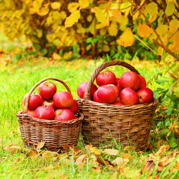 Świeże jabłka dojrzałe w koszyku — Zdjęcie stockowe