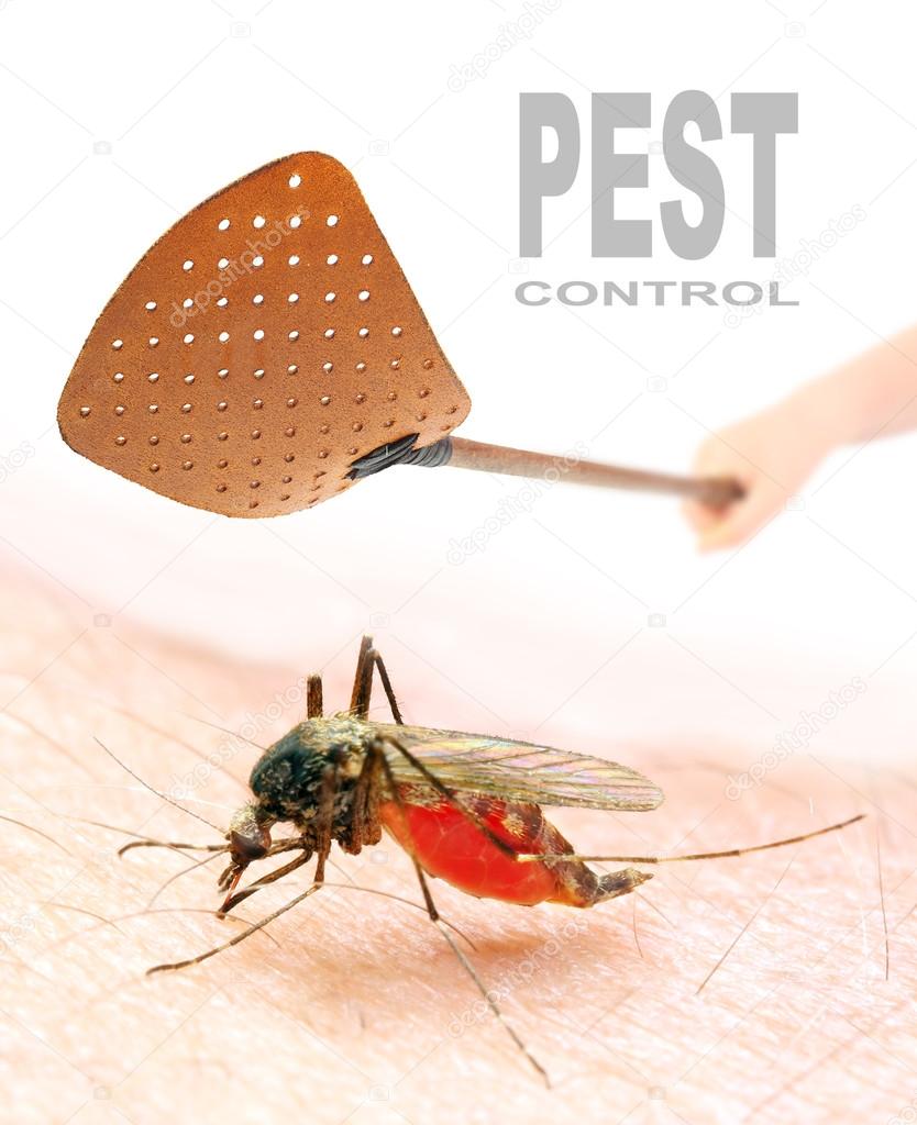 Smashing flyswatter over a sucking mosquito