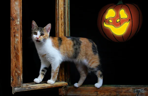 Kočka a halloween dýně — Stock fotografie
