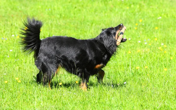 Felice cane in esecuzione — Foto Stock