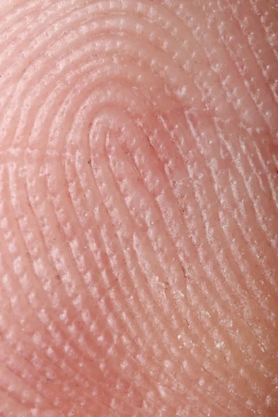 Fingerprint - extremely close up micro-photography — Stock Photo, Image