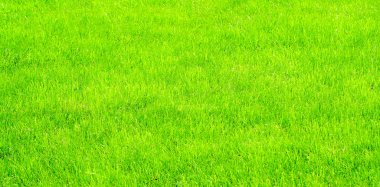 Çiy damlalı taze çimen