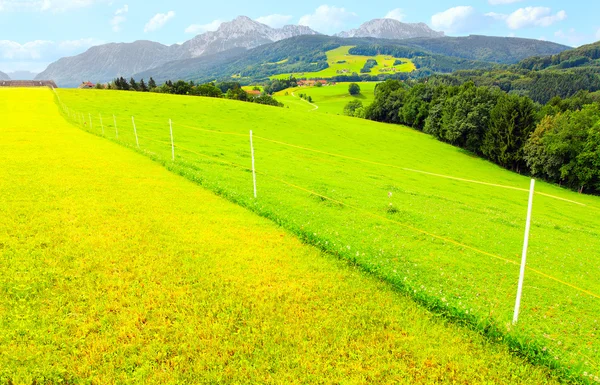 Green pasture — Stock Photo, Image