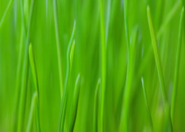 Fresh grass with dew drops — Stock Photo, Image