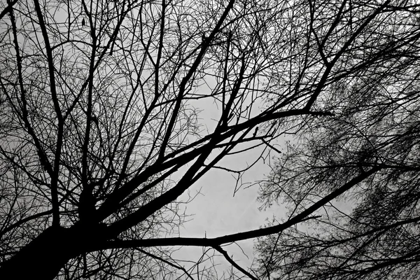 Sílhueta em árvore - fotografia monocromática — Fotografia de Stock
