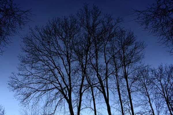 Tree silhouette - monochrome photography — Stock Photo, Image