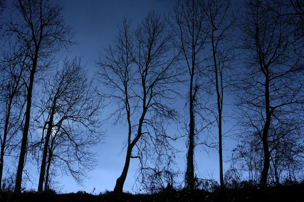 Tree silhouette - monochrome photography — Stock Photo, Image