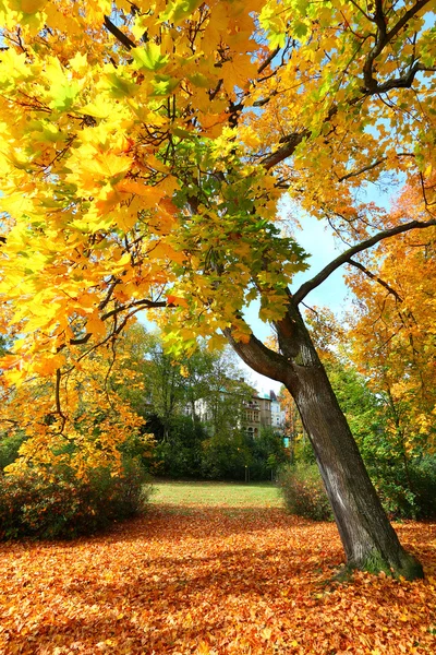 Otoño en el parque urbano — Foto de Stock