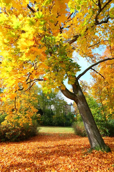 街の公園の秋 ロイヤリティフリーのストック写真