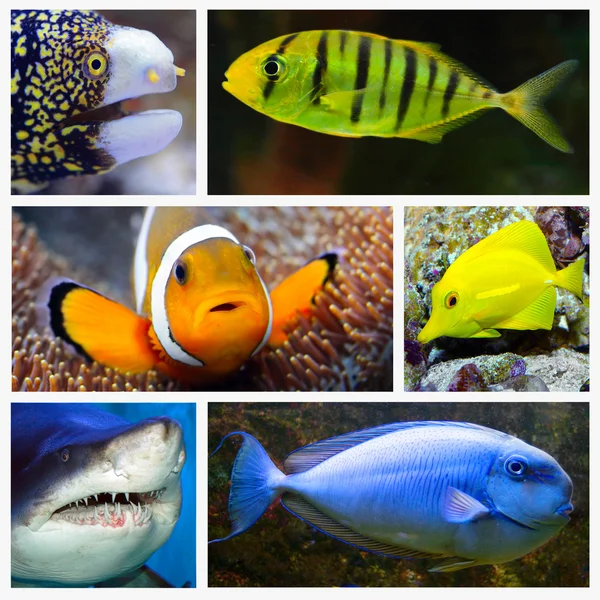 Marine life Collage — Stock Photo, Image