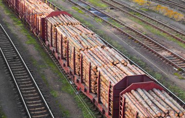 yük treni çam dalları ile yüklü.