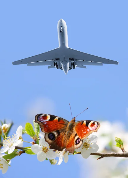 Farfalla su fiori di ciliegio e aereo di linea — Foto Stock