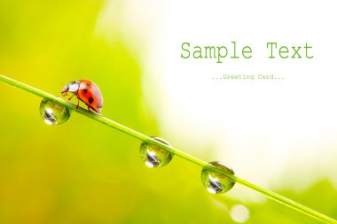 taze bir bahar çimen ve böceğin nasıl ezildiğini çiğ.