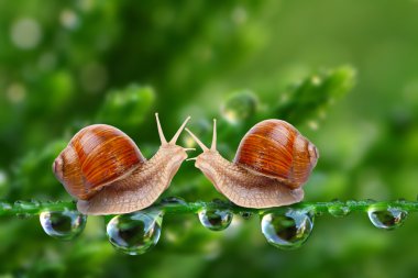 Love making snails couple on a dewy grass. clipart