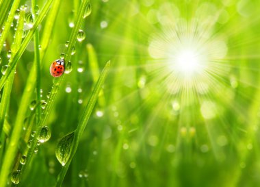 Ladybug running on a dewy grass. clipart