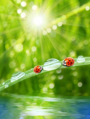 Bahar çimen ve küçük ladybugs,