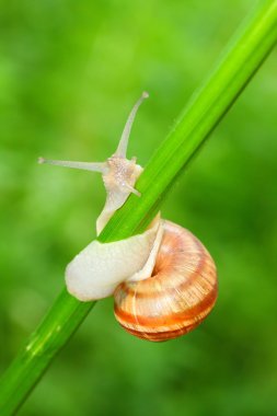 çimenlerin üzerinde yenilebilir salyangoz (helix pomatia).