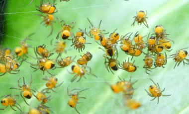 nadir bir fotoğraf. Yeni doğan arı örümcekler (argiope bruennichi yuva)