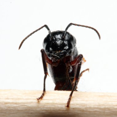 büyük orman karınca