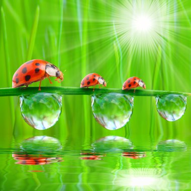 taze çiğ içme ladybugs.