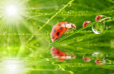 çim köprüde çalışan üç ladybugs