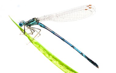 bir çim üzerinde mavi yusufçuk