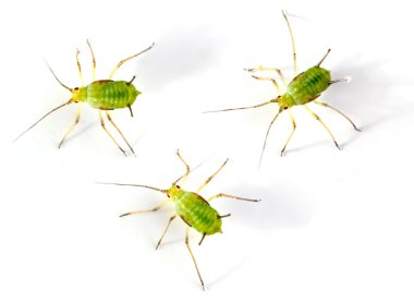 Green aphids clipart