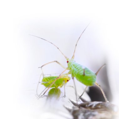 Green aphids clipart