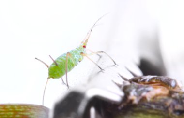 Green aphid clipart