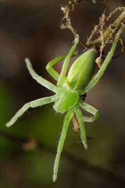 Yeşil huntsman örümcek