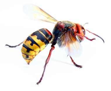 Canlı Avrupa Hornet (Vespa crabro Close-Up)