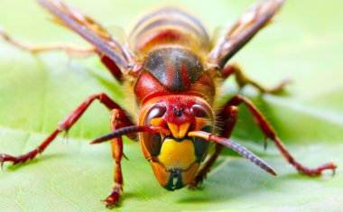 canlı bir Avrupa Hornet yakın çekim