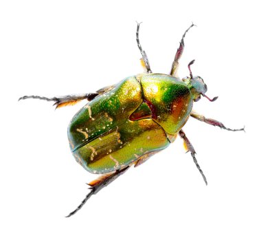 Gül chafer